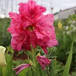 Garden * Stanjel