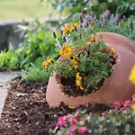 Garden *