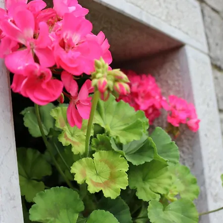 Garden Σπίτι διακοπών Štanjel