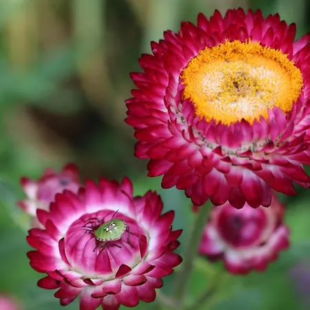 Garden *